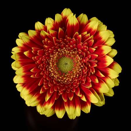 Closeup macro shot of beautiful gerbera red yellowの写真素材