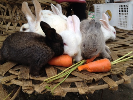 Rabbit eating carrotの素材