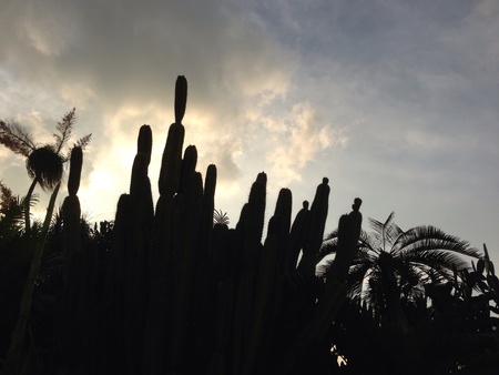 Dark cactus shadowの素材