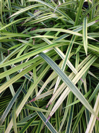 Green plantの素材