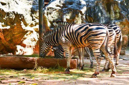 zebra eating grassの写真素材