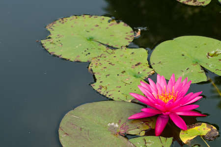 pink beautiful lotusの写真素材