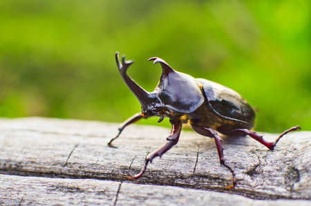 horned beetle on the treeの写真素材