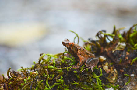 brown frog on mossの写真素材