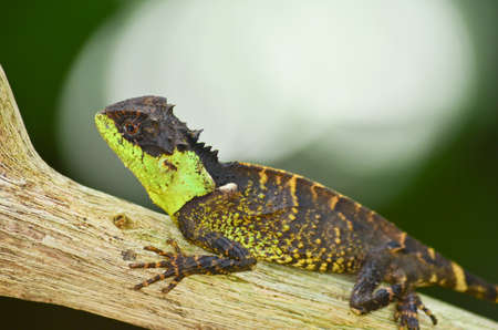 green spiny lizard sitting on the treeの写真素材
