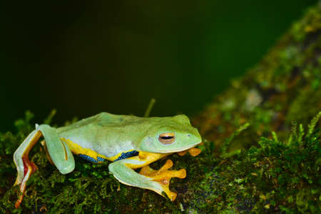 yellow frog on mossの写真素材