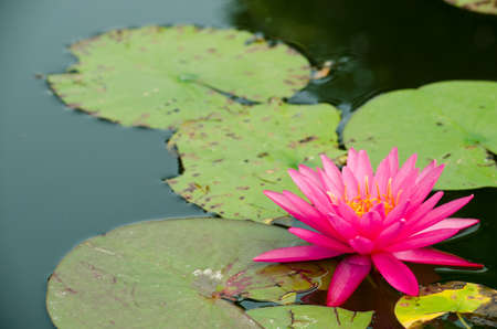 pink beautiful lotusの写真素材