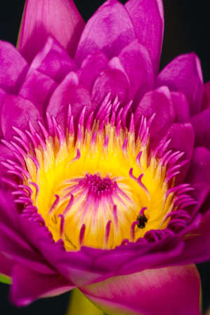 purple beautiful lotusの写真素材