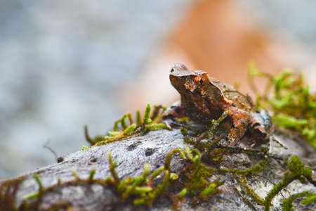 brown frog on mossの写真素材