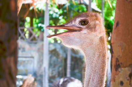 ostrich live in the zooの写真素材