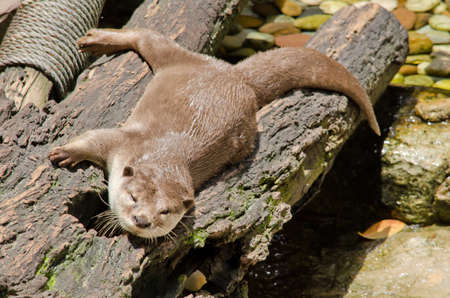 smooth coated otter sleep on the treeの写真素材
