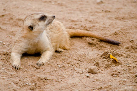 meerkest live in the zooの写真素材