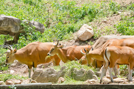 banteng eatting som e grassの写真素材