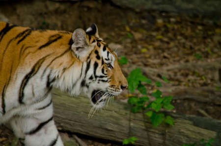 panthera tigris corbetti