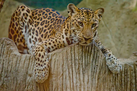 leopard live in the zooの写真素材