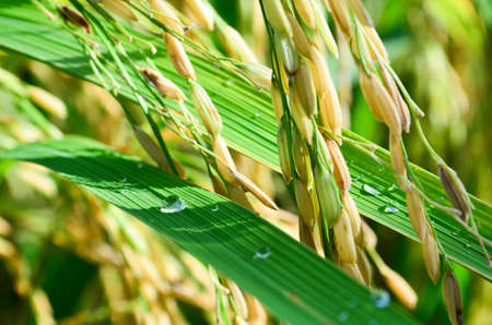 close-up rice field in thailandの写真素材