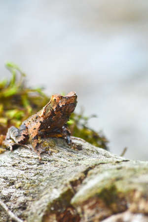 brown frog on mossの写真素材