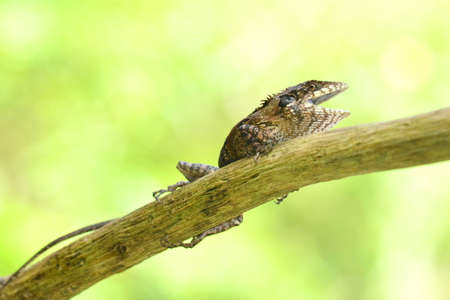 greater lizard sitting on the treeの写真素材