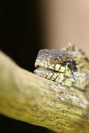 greater lizard sitting on the treeの写真素材