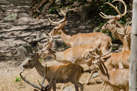 brow-antlered deer live in the zooの写真素材