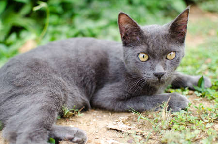 black cat thailand sleep on the groundの写真素材