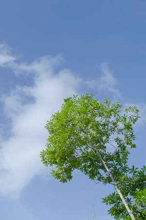 natural have big tree in the rain forest and blue skyの写真素材