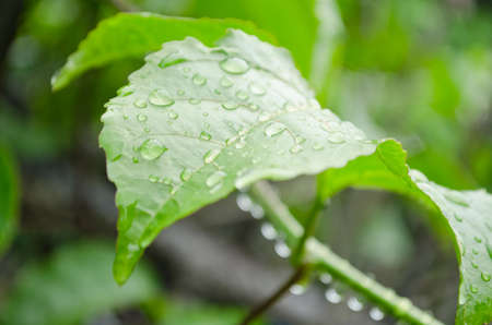 water drop on the green leaf after rain seasonの写真素材