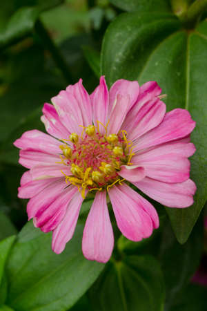 one beautiful pink flower in the gardenの写真素材