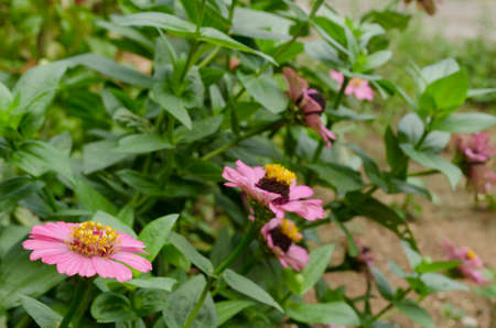 one beautiful pink flower in the gardenの写真素材