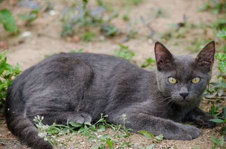 black cat thailand sleep on the groundの写真素材