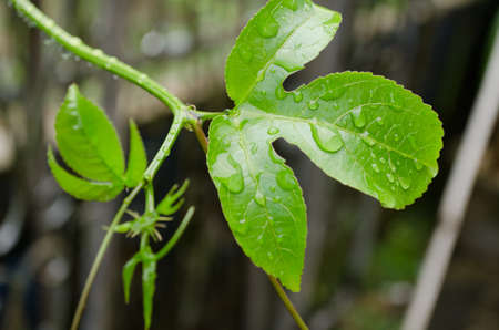 water drop on the green leaf after rain seasonの写真素材
