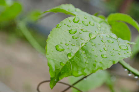 water drop on the green leaf after rain season