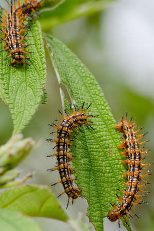 nature of the worm is eatting leaveの写真素材