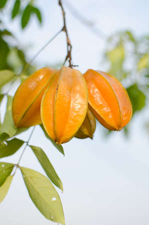 fresh yellow star apple fruit in thailandの写真素材