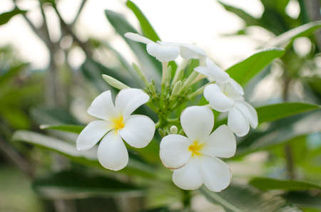 white flowers and green leaf on sunshineの写真素材