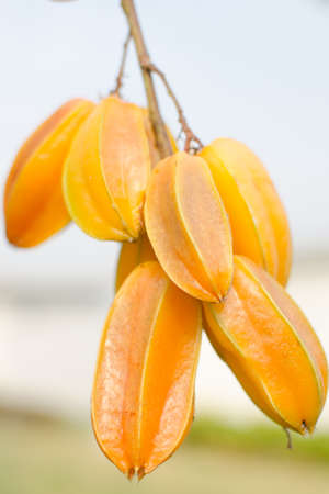 fresh yellow star apple fruit in thailandの写真素材