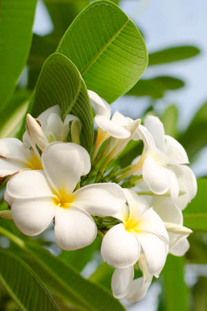 white flowers and green leaf on sunshineの写真素材