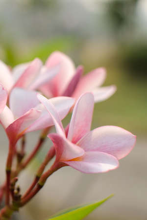 white flowers and green leaf on sunshineの写真素材
