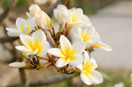 white flowers and green leaf on sunshineの写真素材