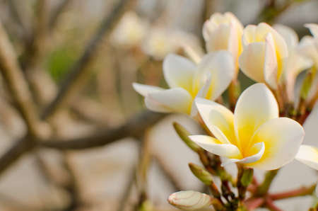 white flowers and green leaf on sunshineの写真素材