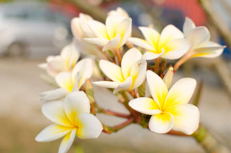 white flowers and green leaf on sunshineの写真素材