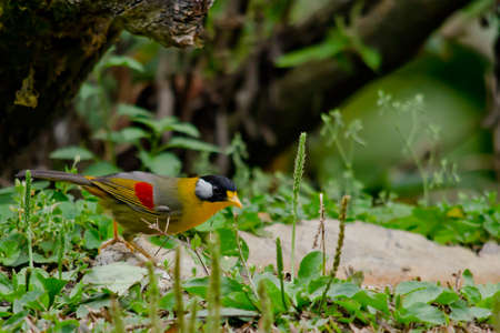 sliver-eared mesia sitting on the tree ,thailandの写真素材