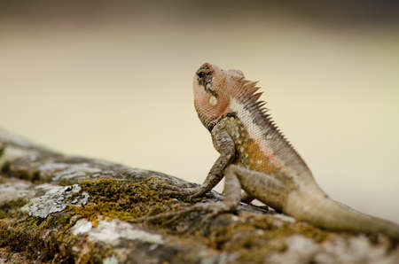 single orange spiny lizard sitting on the treeの写真素材
