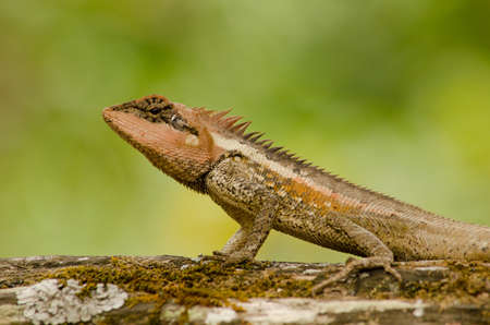 single orange spiny lizard sitting on the treeの写真素材
