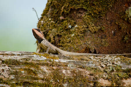 single orange spiny lizard sitting on the treeの写真素材