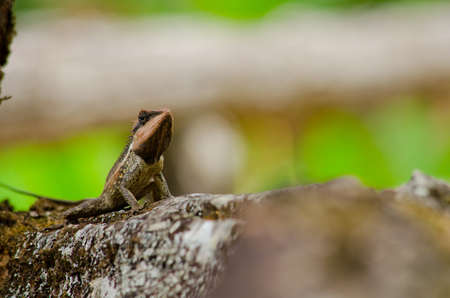 single orange spiny lizard sitting on the treeの写真素材