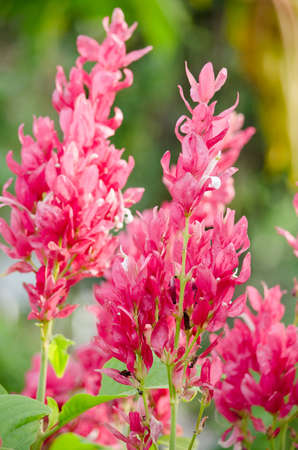 red and pink flower is growth in gardenの写真素材