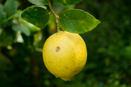 yellow Lemons growth on a lemon treeの写真素材