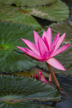 pink beautiful lotus and green leaf in pondの写真素材