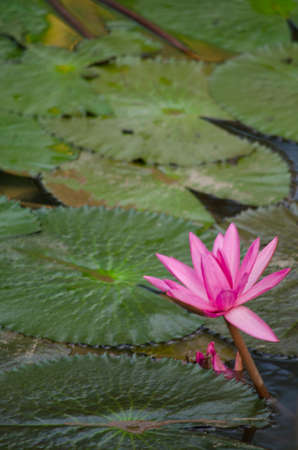 pink beautiful lotus and green leaf in pondの写真素材